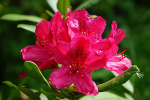 Różanecznik Rododendron