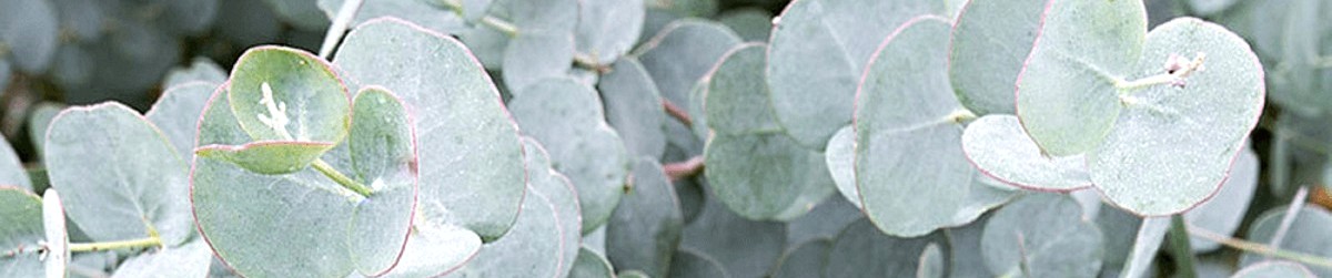 eukaliptus wymagania zastosowanie sadzenie