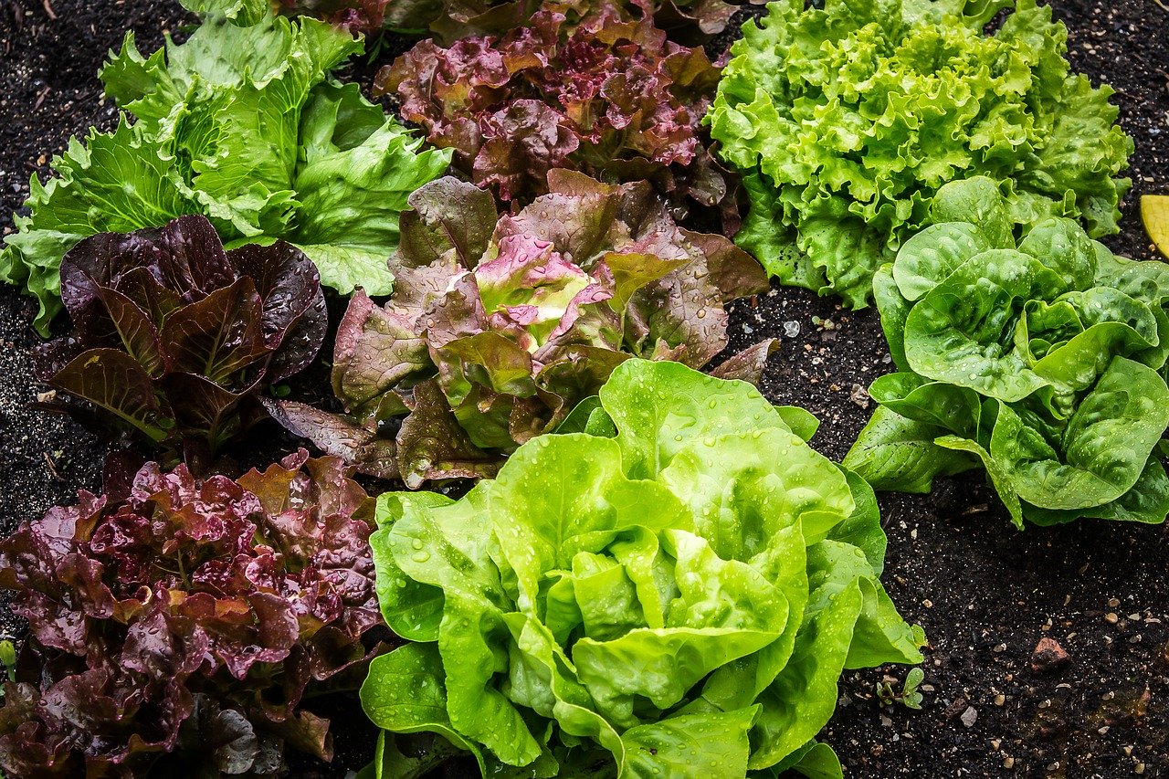 jak urządzić zaplanować i uprawiać ogródek warzywny