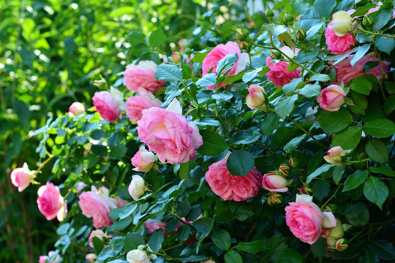 róże w ogrodzie jak uprawiać podlewać ciąć 