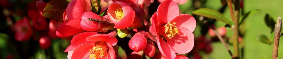 pigwowiec krzew ozdobny kwitnący owocujący czerwony pomarańczowy różowy