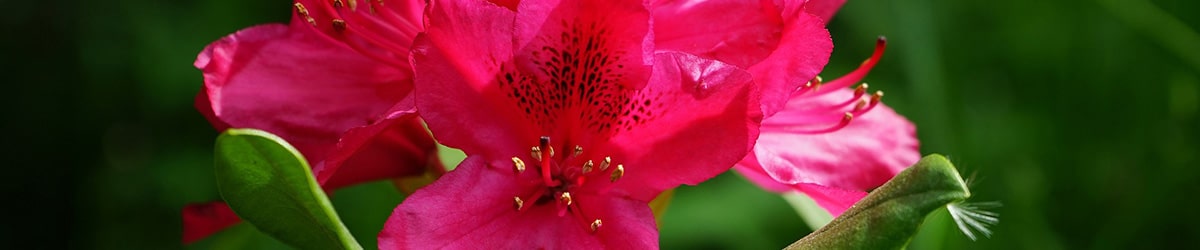 rododendron różanecznik odmiany uprawa sadzenie pielęgnacja