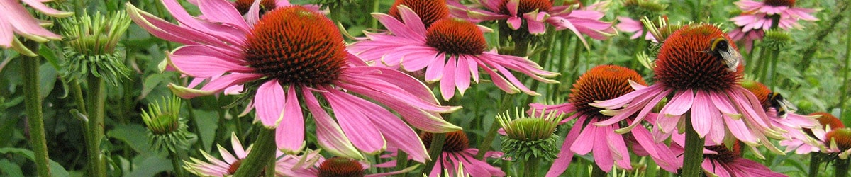jeżówka kwiaty ogrodowe