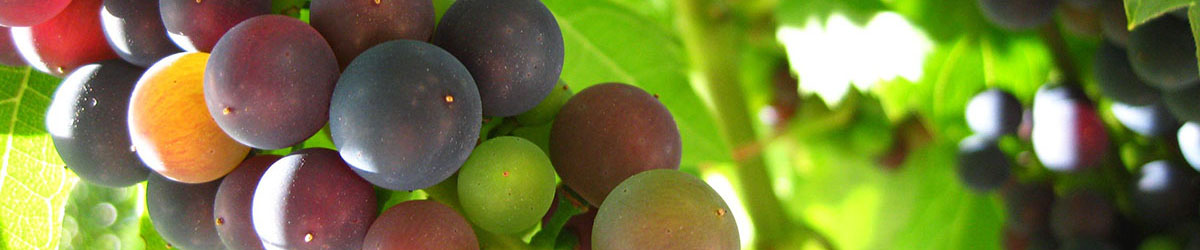 winorośl drzewka owocowe i krzewy