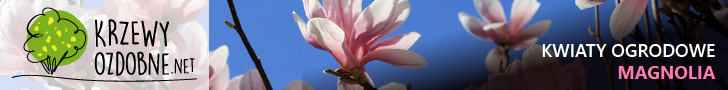 kwiaty ogrodowe magnolia