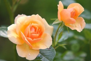 Jak dbać o róże w ogrodzie? Uprawa, pielęgnacja i przycinanie.