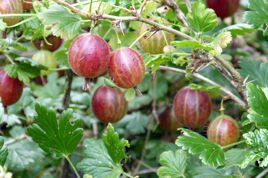 Agrest czerwony Hinnonmaki Rot Ribes uva-crispa