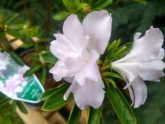 Azalia japońska Mrs Nancy Dippel Rhododendron obtusum