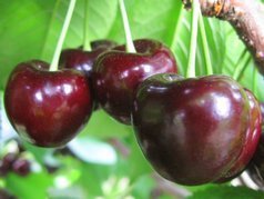 Czereśnia Hedelfińska Prunus avium