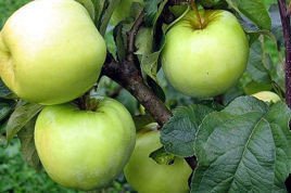Jabłoń Antonówka zwykła Malus domestica