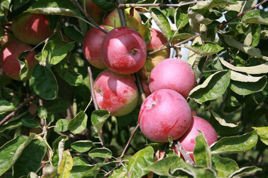 Jabłoń Cortland Wicki Malus domestica