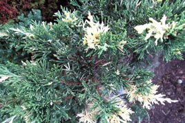 Jałowiec chiński Expansa Variegata Juniperus chinensis
