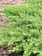 Jałowiec nadbrzeżny Schlager Juniperus conferta