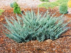 Jałowiec sabiński Blaue Donau Juniperus sabina