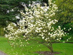Magnolia Elizabeth Magnolia