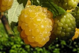Malina żółta złota Rubus