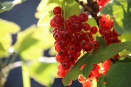 Porzeczka czerwona Ribes rubrum