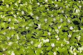 Runianka japońska Green Carpet Pachysandra terminalis