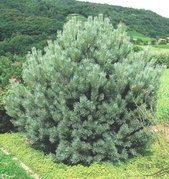 Sosna pospolita Watereri Pinus sylvestris