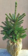 Świerk kłujący Glauca zielony Picea pungens