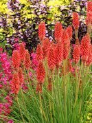 Trytoma Red Hot Popsicle Kniphofia
