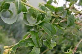 Wierzba babilońska Crispa Salix babylonica