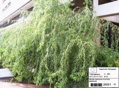 Wierzba babilońska Ural Salix babylonica