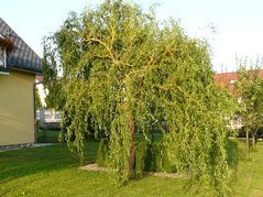 Wierzba płacząca Erythroflexuosa Salix sepulclaris