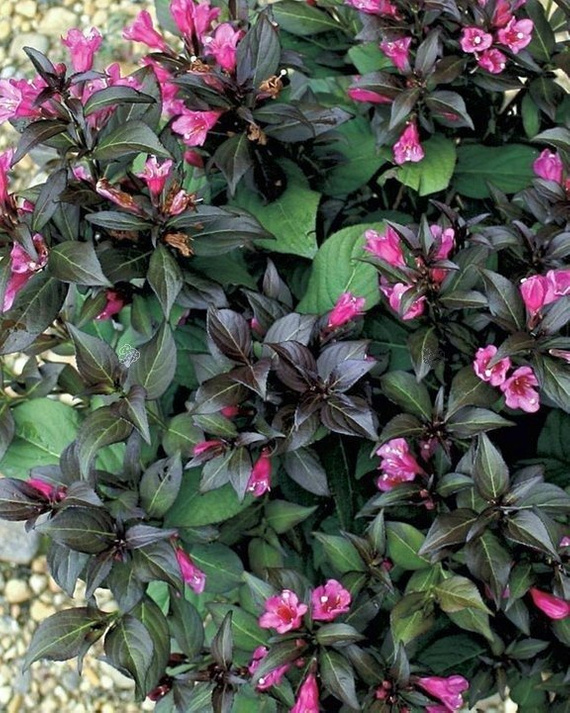 Krzewuszka Cudowna Minor Black Pbr Weigela Florida