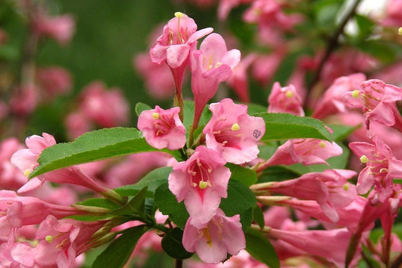 Krzewuszka Cudowna Pink Poppet Plangen Pbr Weigela Florida