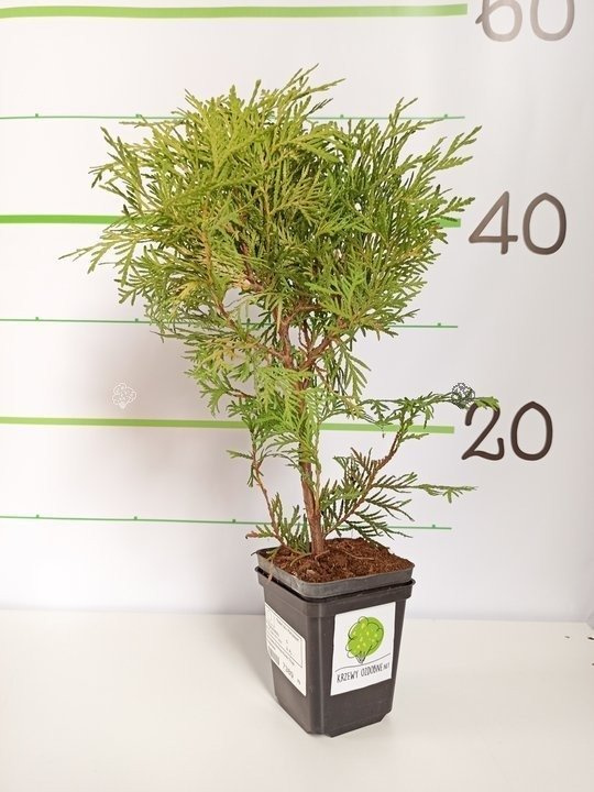 Tuja Kulista Globosa Aurea Thuja Occidentalis