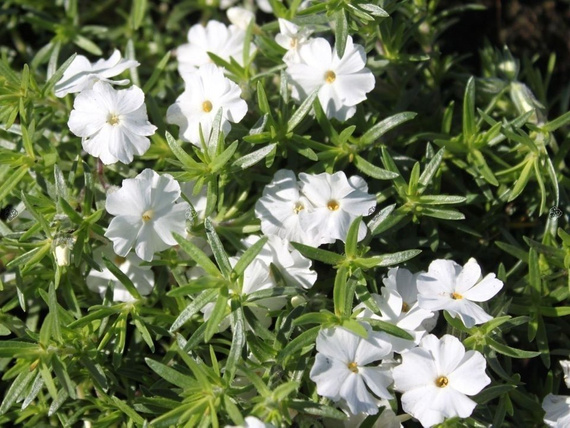 Флокс early white фото