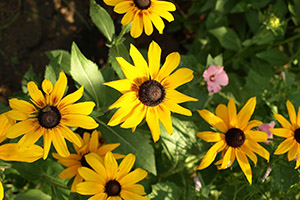 Rudbekia