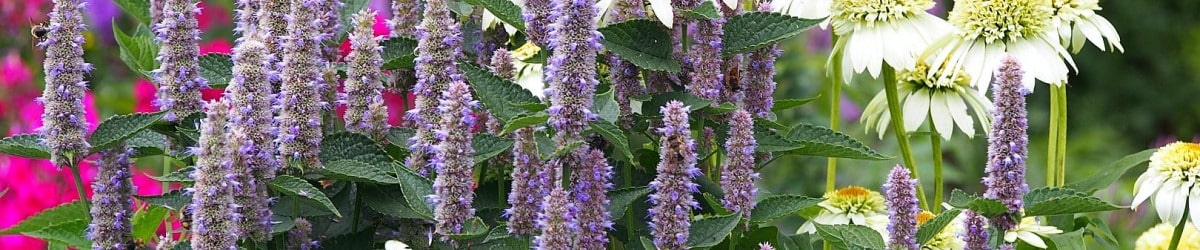 kłosowiec odmiany sadzonki gdzie_kupić uprawa wymagania 