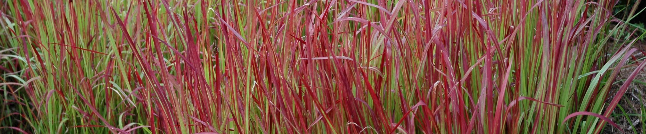 imperata