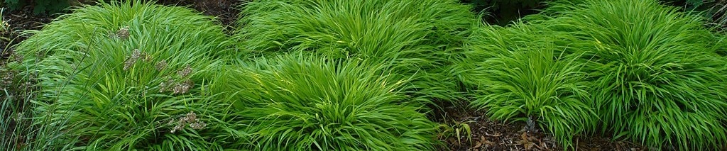 hakonechloa