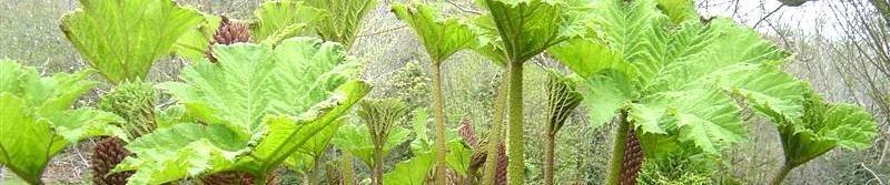 gunnera zastosowanie pielęgnacja odmiany uprawa sadzenie