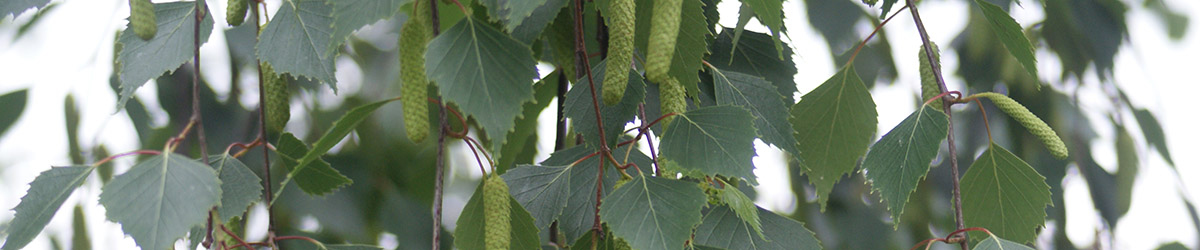 brzoza brodawkowata drzewa liściaste i krzewy
