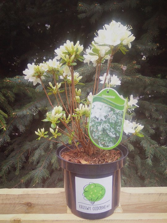 Azalia japońska Schneewitchen Rhododendron obtusum C2