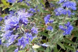 Barbula klandońska Kew Blue Caryopteris clandonensis P9