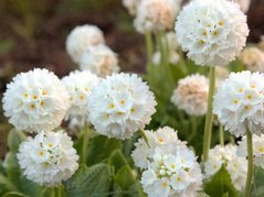 Pierwiosnek ząbkowany Alba Primula denticulata P9