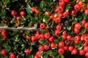 Irga Ursynów Cotoneaster C2