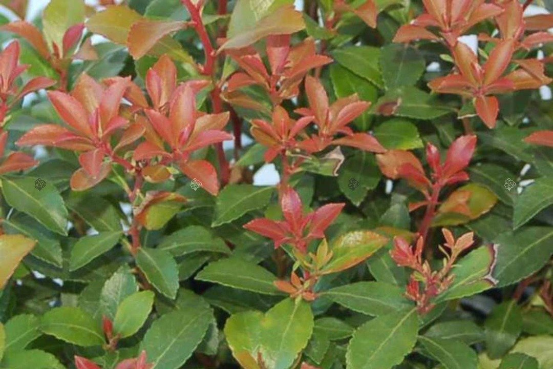 Pieris japoński Little Heath Green Pieris japonica C1,5