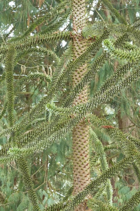 Berberys Thunberga Silver Beauty Berberis thunbergii C2