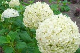 Hortensja drzewiasta Annabelle Hydrangea arborescens P9