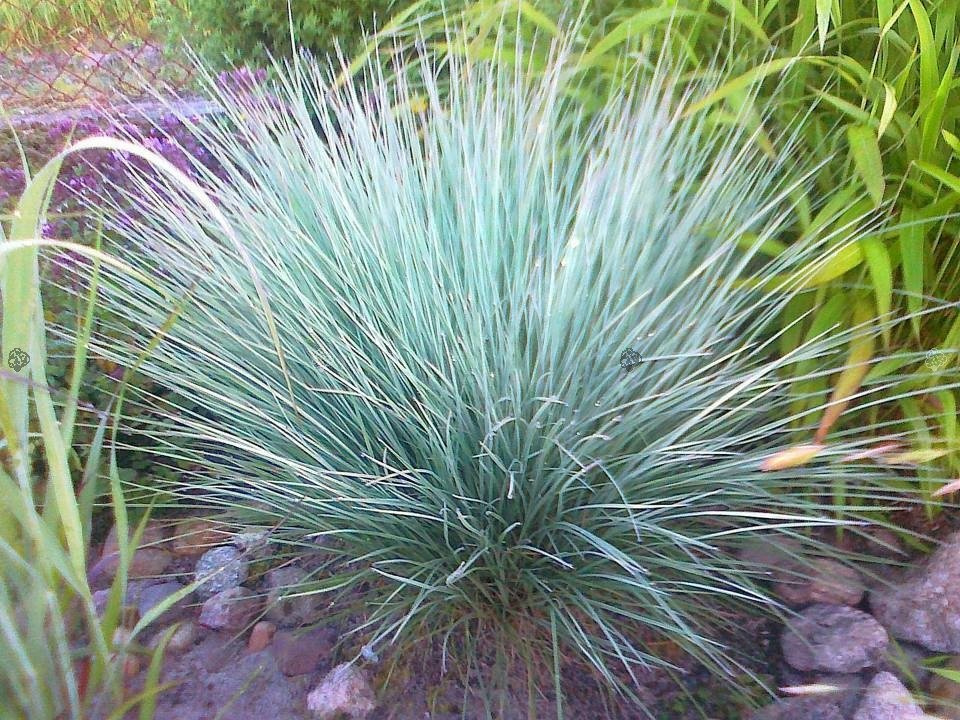 Palczatka miotlasta Prairie Blues Andropogon scoparius P9