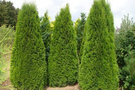 Tuja Szmaragd Thuja Smaragd occidentalis 80-90 C2