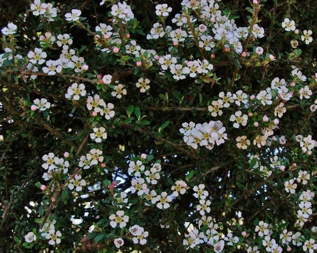 Irga wyrazista Decorus Cotoneaster conspicuus P9