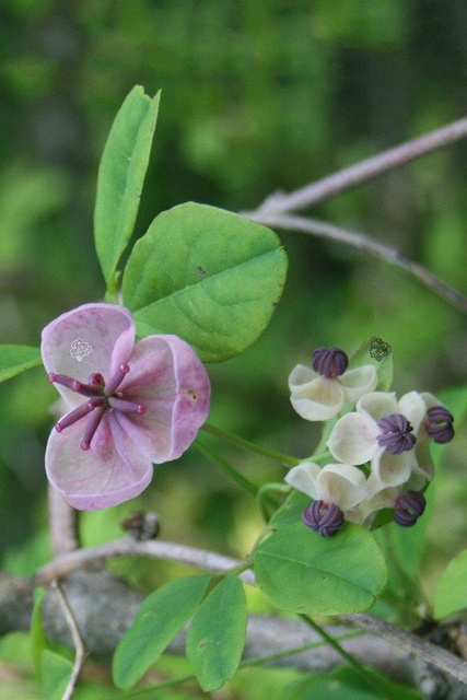Akebia pięciolistkowa Akebia quinata C2