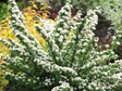 Tawuła nippońska June Bride Spiraea nipponica C2